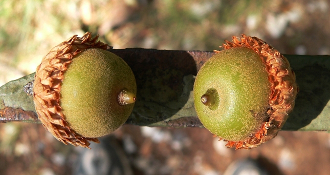 {Quercus velutina}